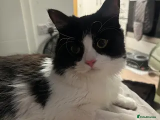 British Longhair cats Tuxedo Male cat looking to be rehomed - Advert 2