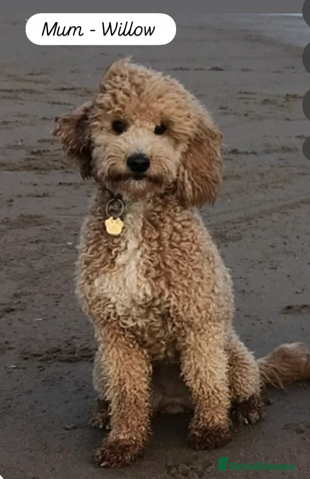 Australian Labradoodle dogs for sale: AUSSIE DOODLES  - Advert 2