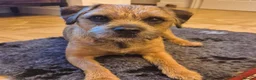 Border Terrier dogs for sale: Magnificent quality border terriers  - Advert 16