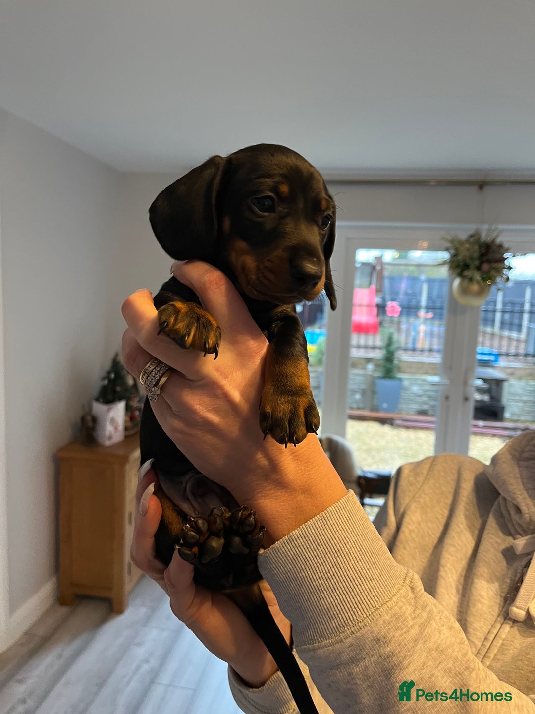 Dachshund dogs for sale: Dachshund puppies - Advert 8