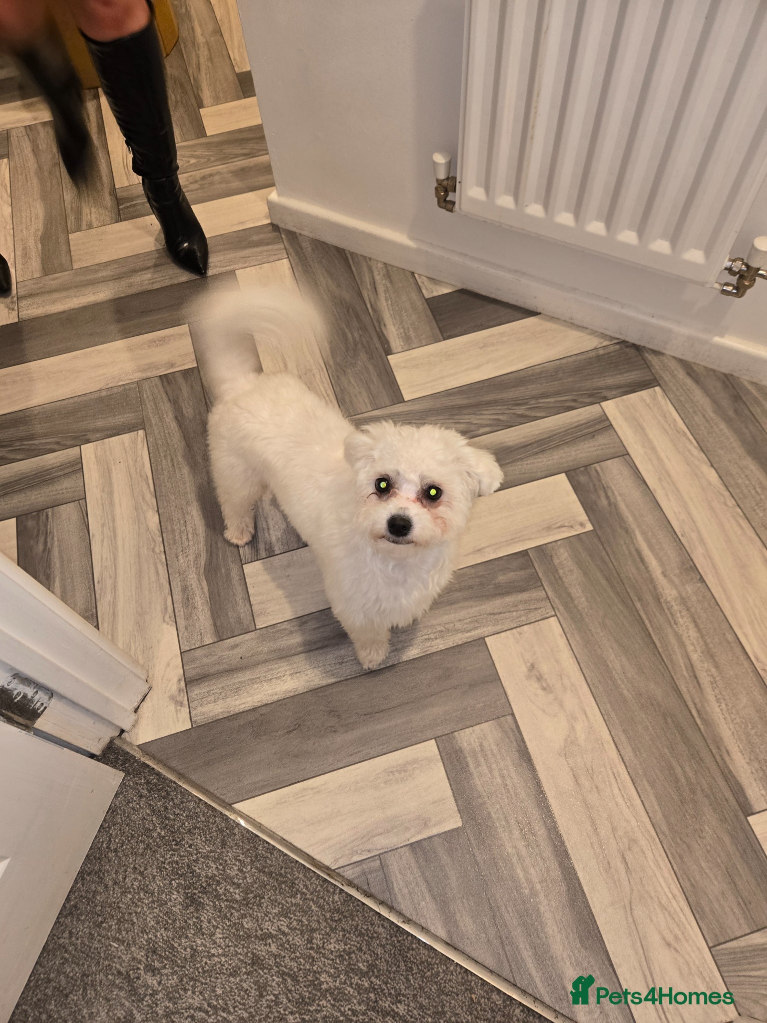 Mixed Breed dogs 1 year old - Advert 1