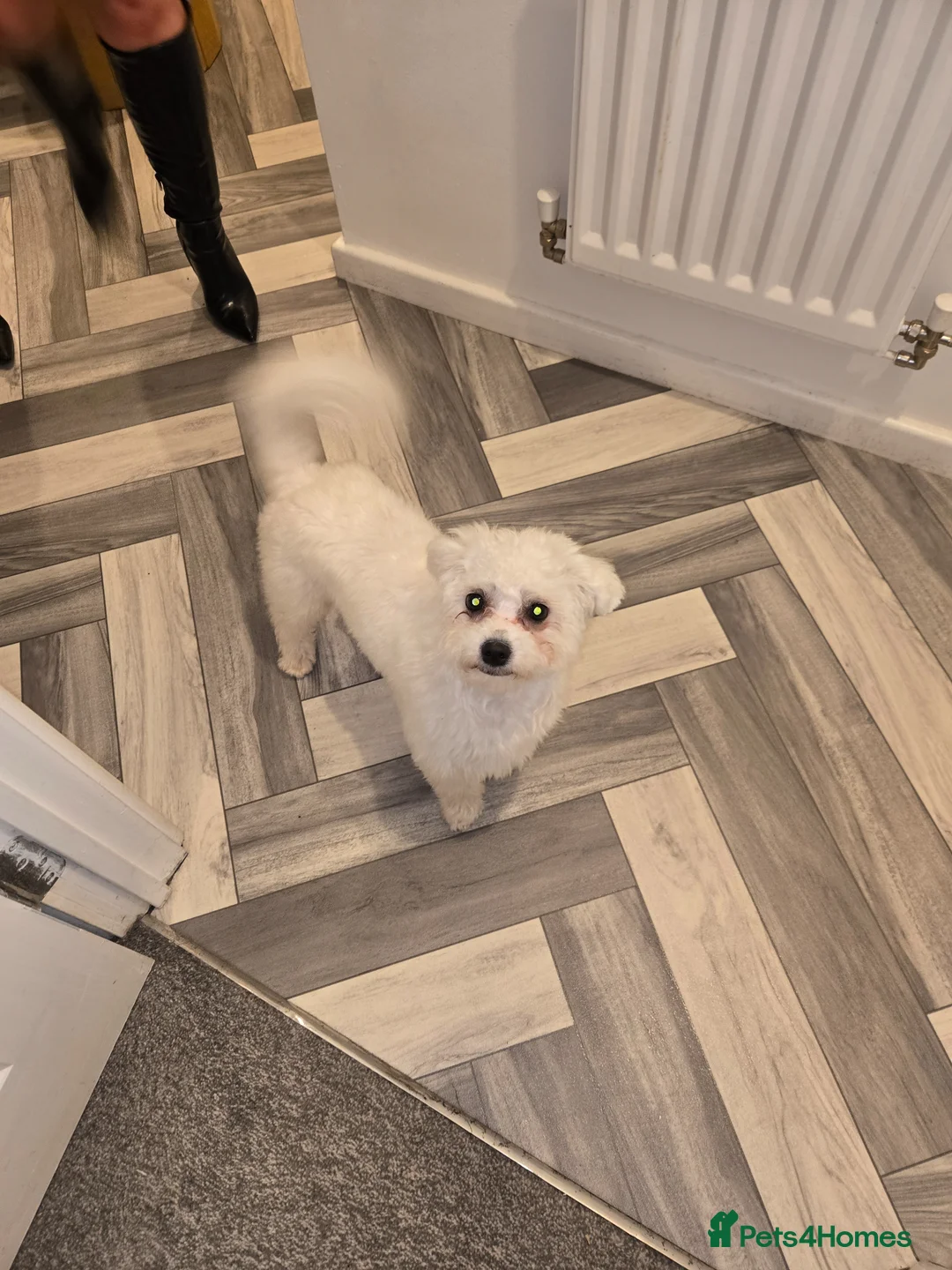 Mixed Breed dogs for sale: 1 year old in Swindon - Advert 1