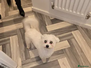 Mixed Breed dogs 1 year old - Advert 15