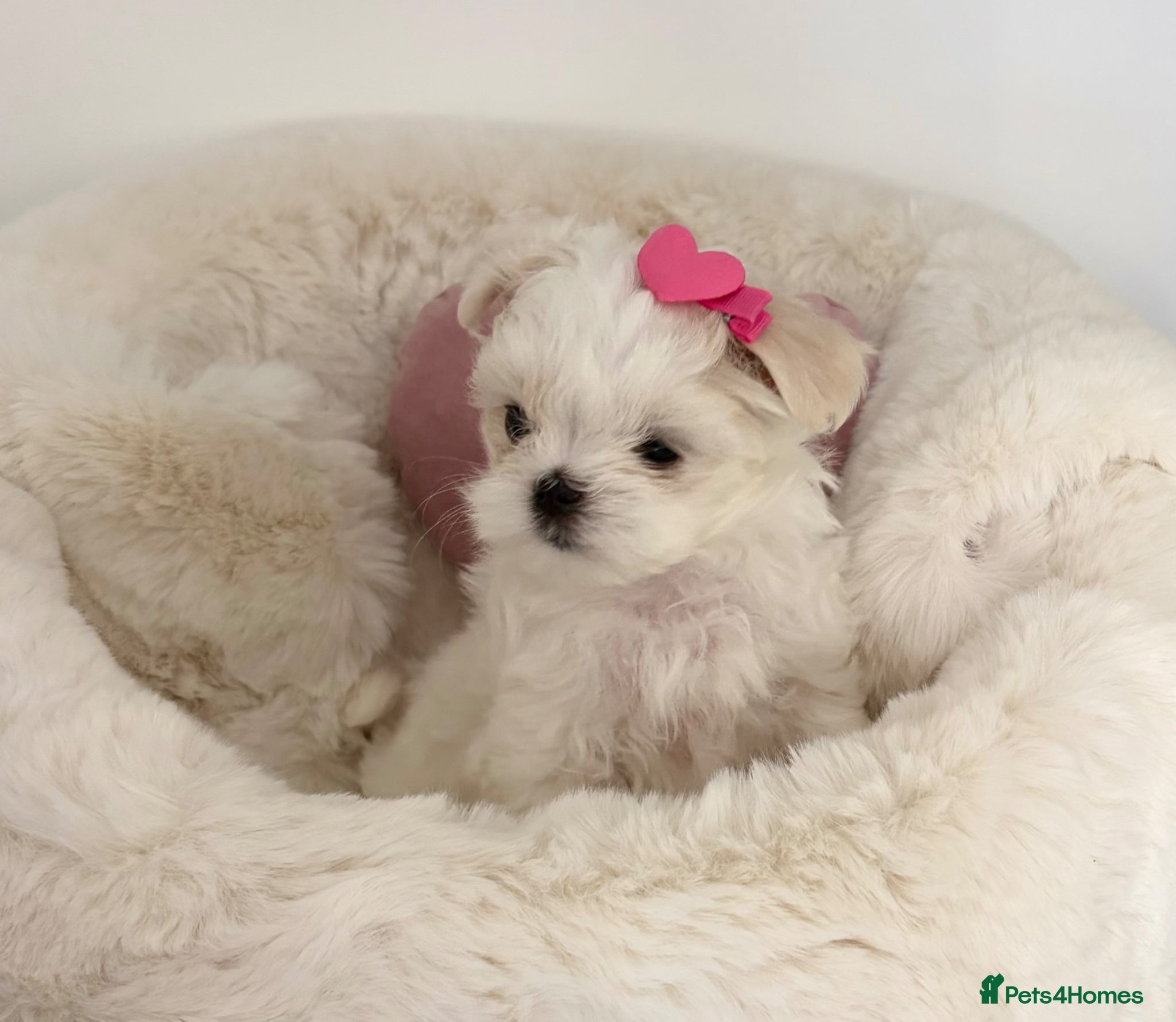 Maltese dogs ✨Beautiful Korean Maltese Puppies🤍 - Advert 2