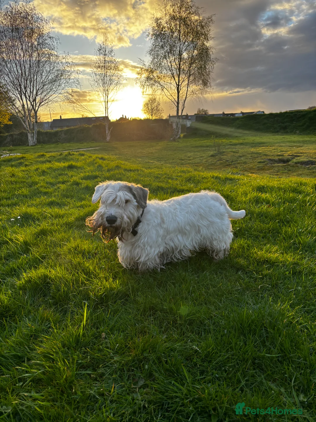 Sealyham Terrier dogs for stud: Sealyham Stud in Bury - Advert 2