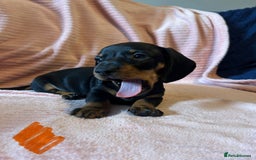 Miniature Dachshund dogs for sale: Miniature dachshunds - Image 8