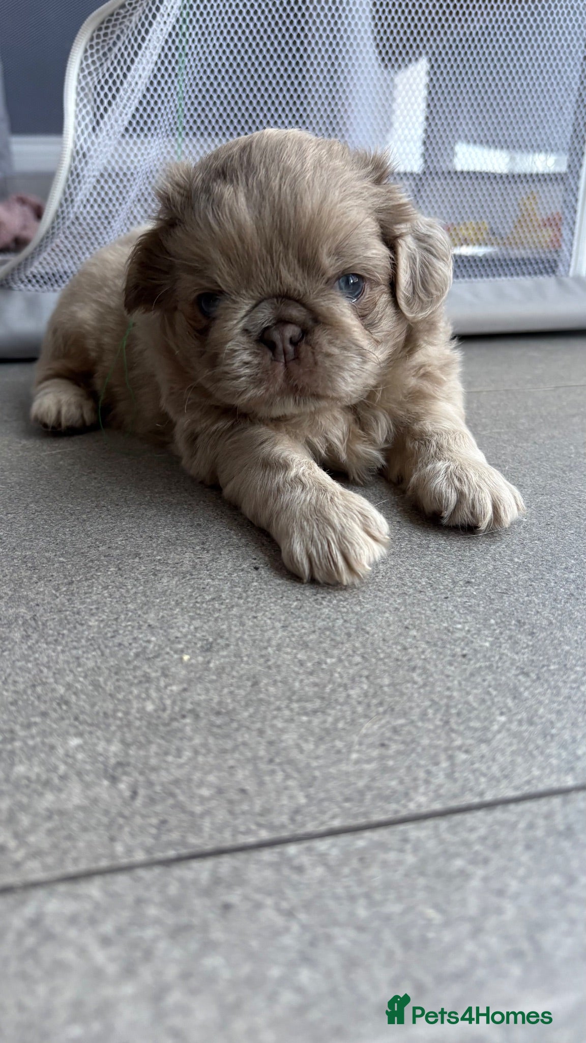 Pug dogs Last little pug puppy  - Advert 18