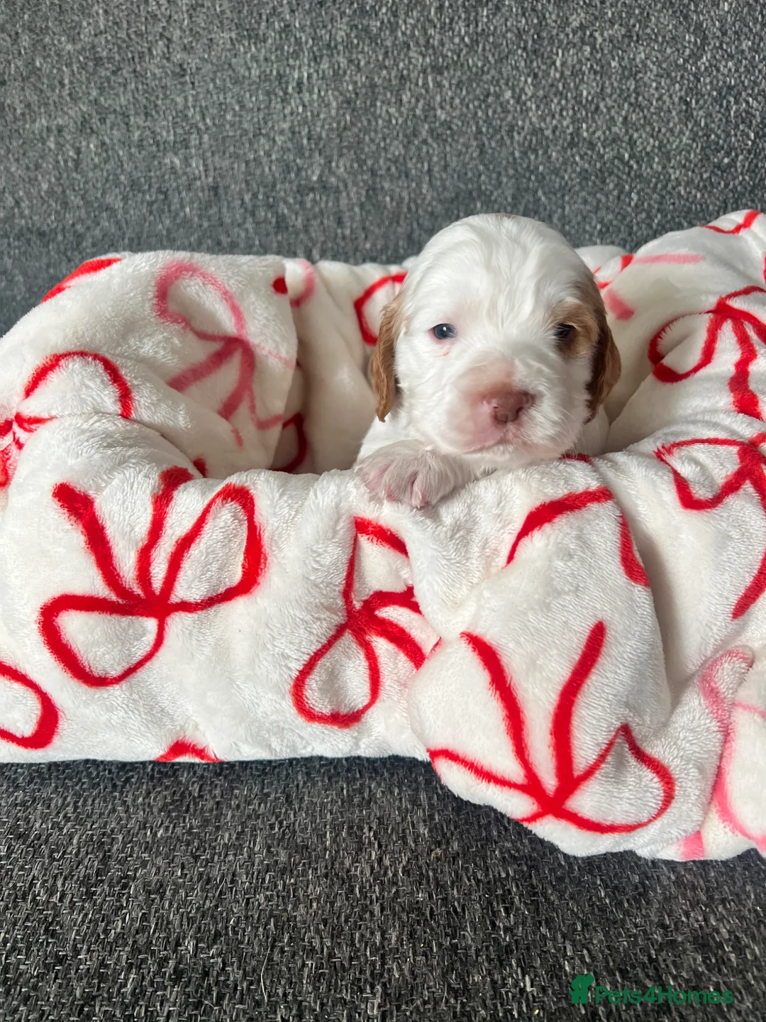 Cocker Spaniel dogs for sale: Cocker puppies in Bishop Auckland - Advert 6
