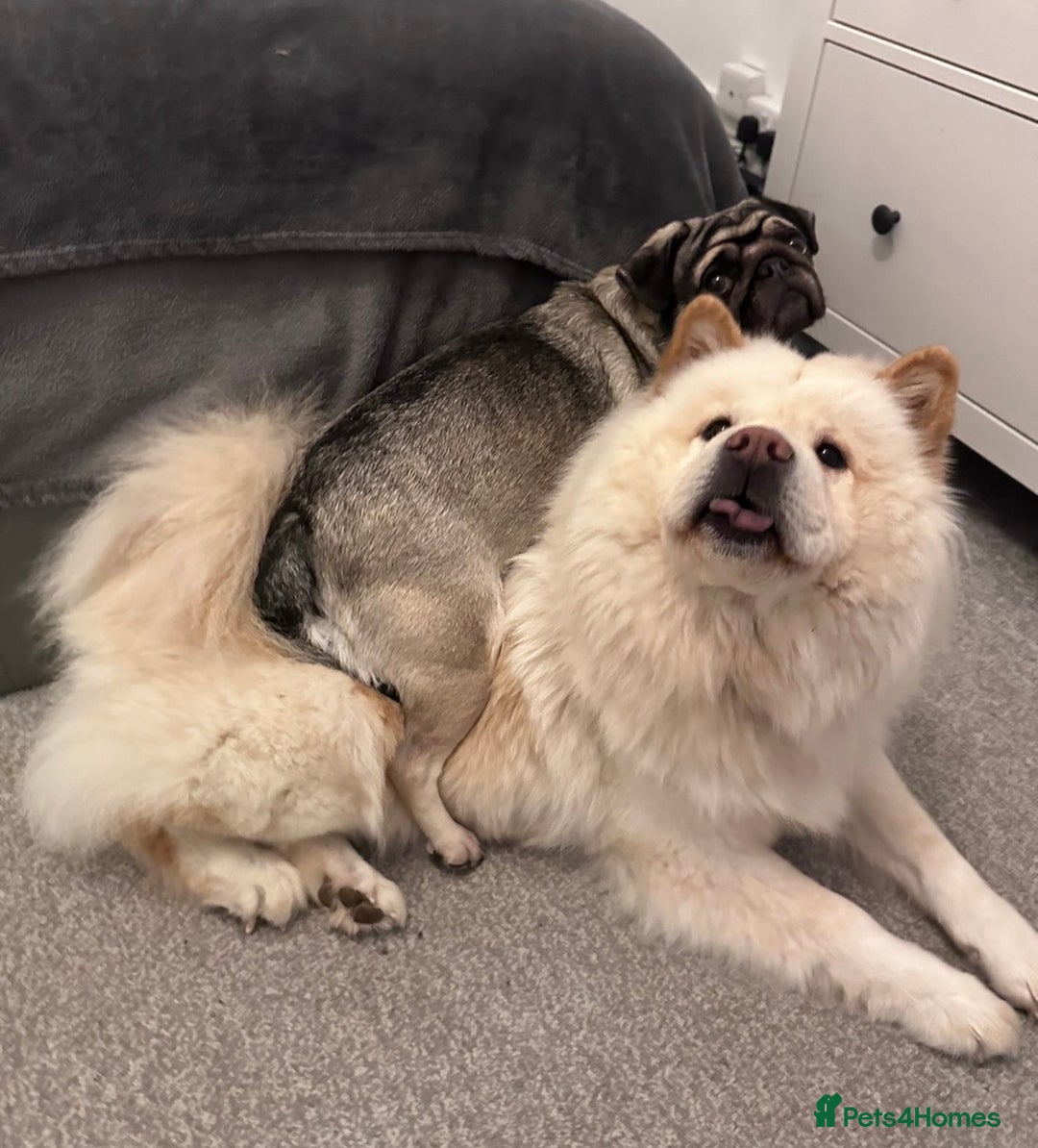 Mixed Breed dogs for sale: Rehoming - Chow Chow & two Pugs  - Advert 7