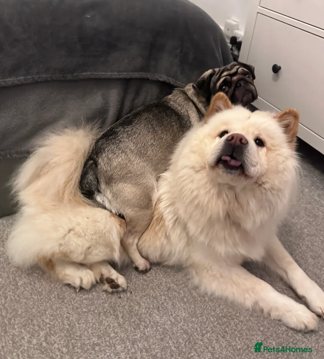 Mixed Breed dogs for sale: Rehoming - Chow Chow & two Pugs  - Advert 7