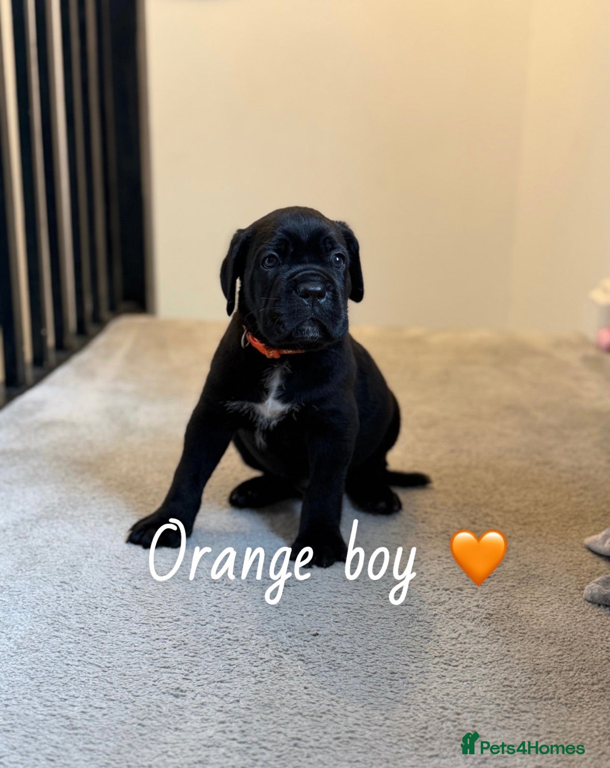 Cane Corso dogs 🐾ONLY 5 PUPPIES LEFT🐾CANE CORSO PUPPIES.  - Advert 3