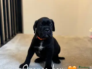 Cane Corso dogs 🐾ONLY 5 PUPPIES LEFT🐾CANE CORSO PUPPIES. - Advert 3