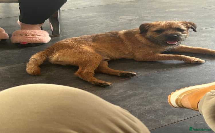 Border Terrier dogs - Advert 1