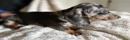 Miniature Dachshund dogs for sale: Miniature dachshund puppies  - Advert 13
