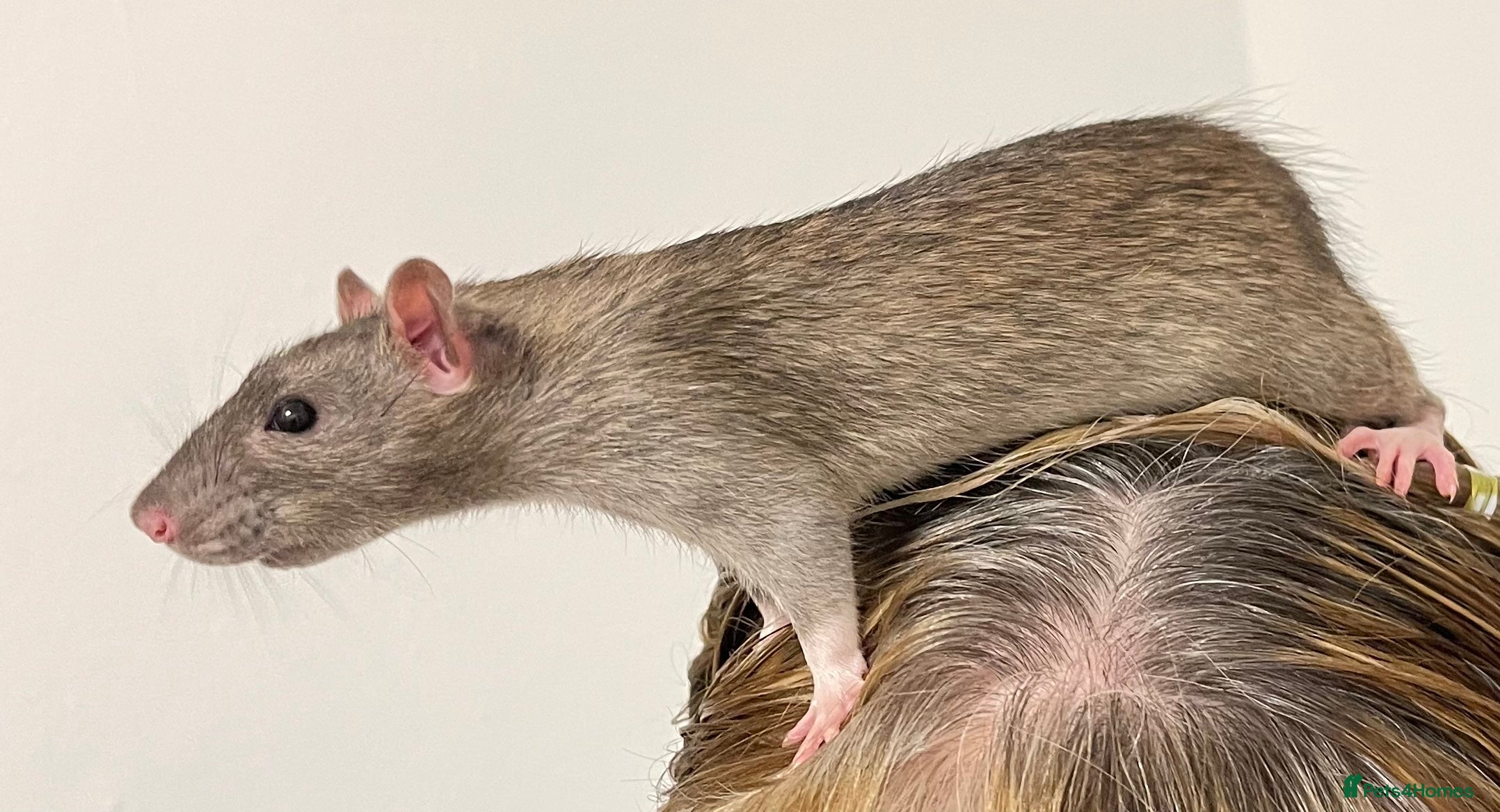 Rat rodents 2 5 month old rats - Advert 1