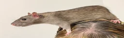 Rat rodents for sale: 2 5 month old rats in Stanmore - Advert 1