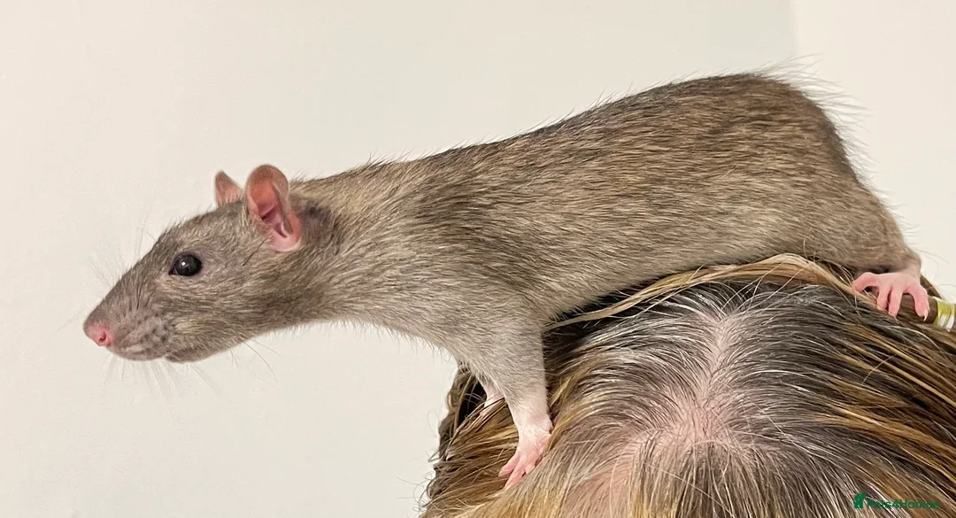 Rat rodents for sale: 2 5 month old rats in Stanmore - Advert 1