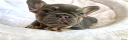 French Bulldog dogs for sale: 2 LEFT!! TOP QUALITY FRENCH BULLDOG PUPPIES - Advert 15