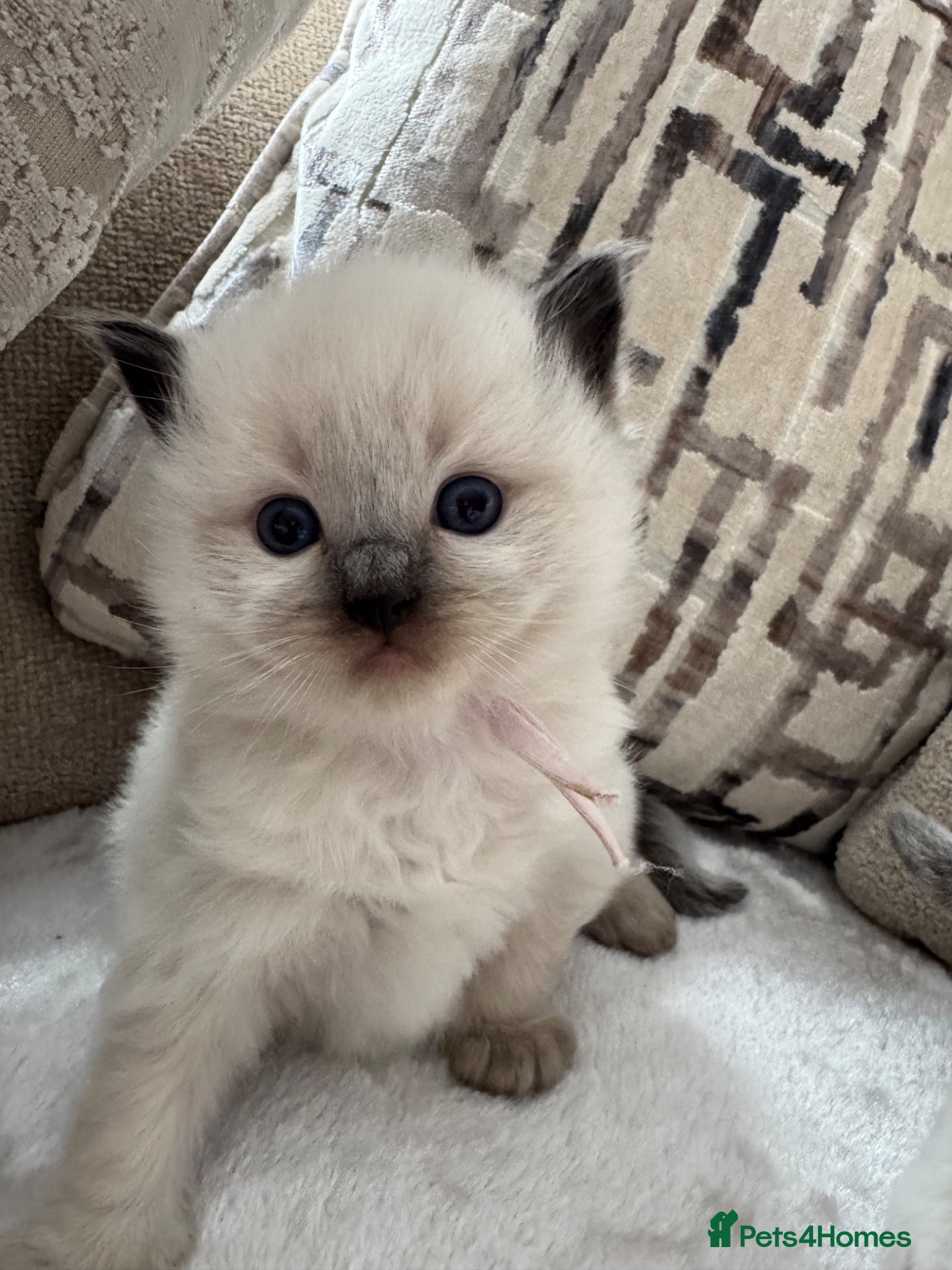 Ragdoll cats for sale: 🏆gccf male ragdoll kitten - Grch mother 🥇🐾 - Advert 1