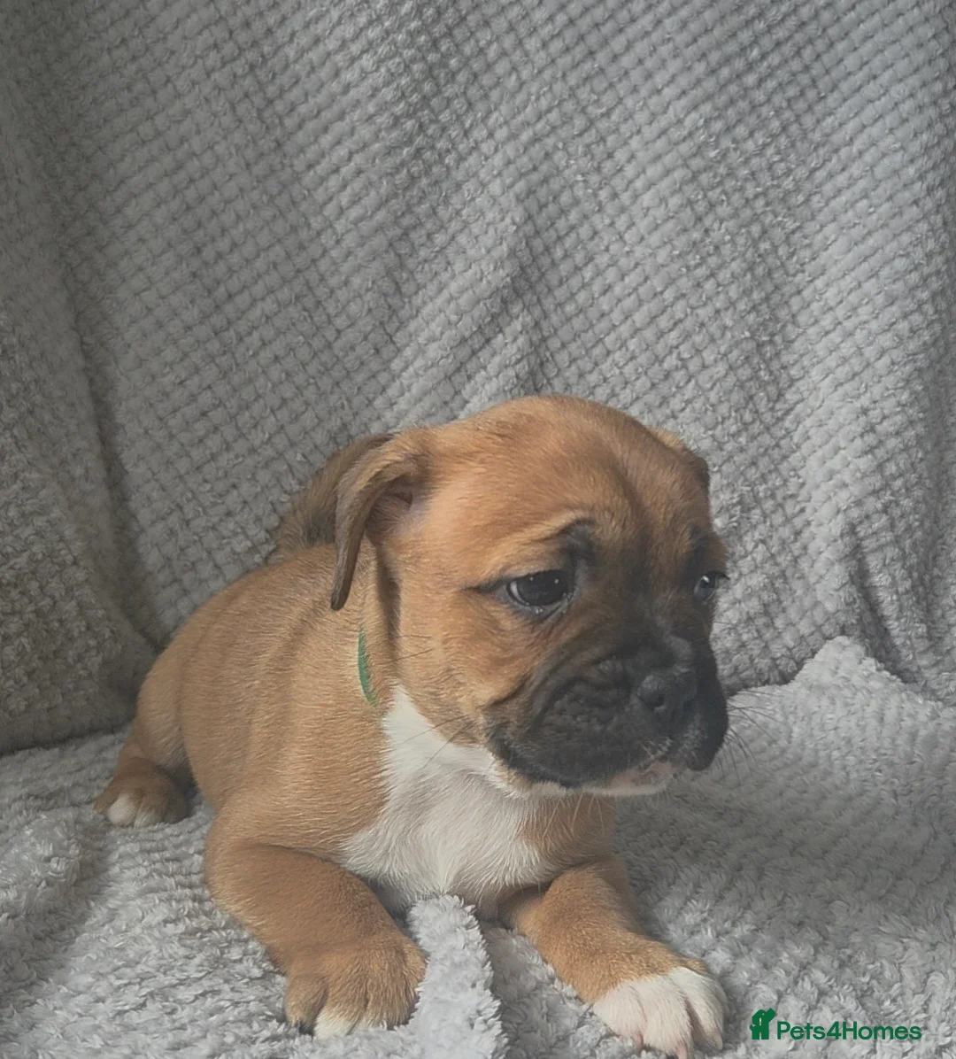 Mixed Breed dogs for sale: Beautiful Frenchie x Staffy Puppies – Chunky Pups in Burry Port - Advert 2