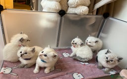 Ragdoll cats for sale: Beautiful pure ragdoll kittens  - Advert 2