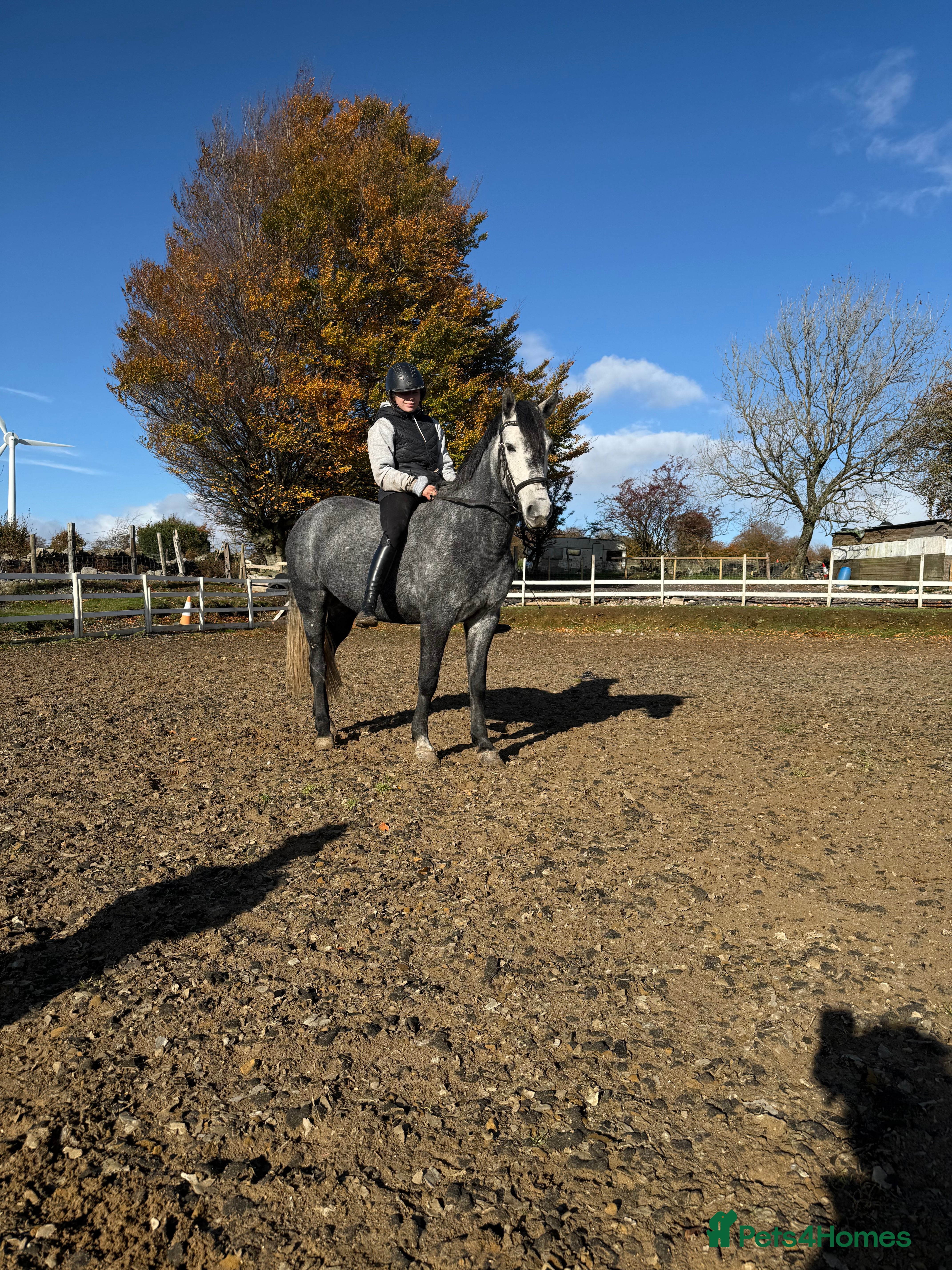 Hungarian warmblood horses Super 7 yr old mare (Hungarian import) - Advert 22