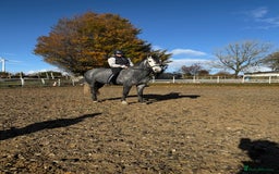 Hungarian warmblood horses for sale: Super 7 yr old mare (Hungarian import) - Image 1