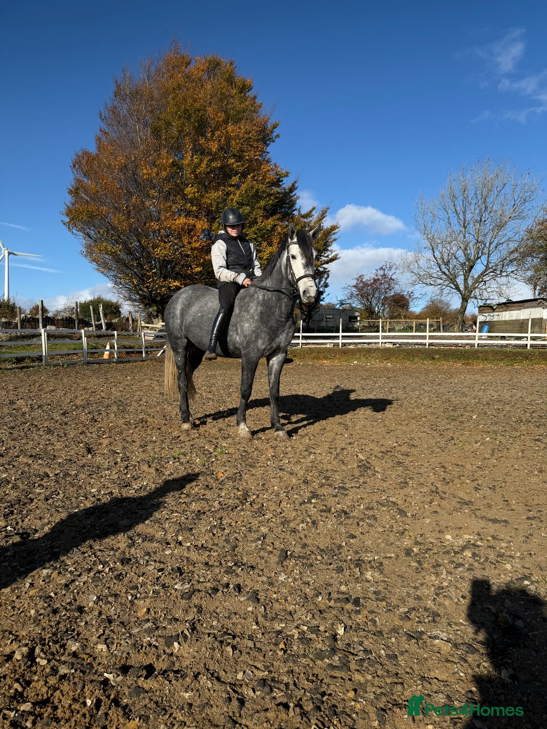 Hungarian warmblood horses for sale: Super 7 yr old mare (Hungarian import) - Image 1