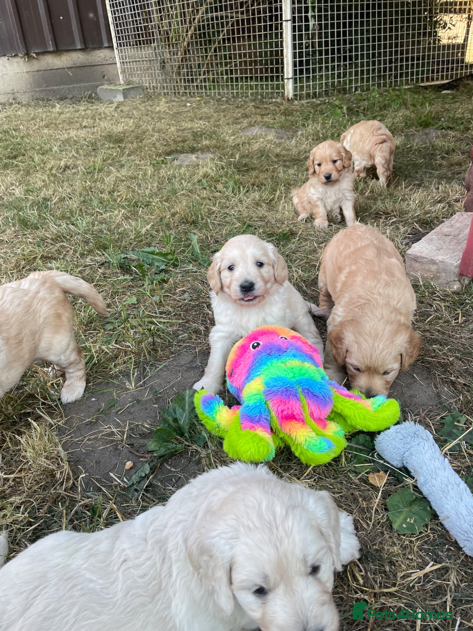 Goldendoodle dogs F1 Goldendoodles. Pedigree health tested parents  - Advert 2