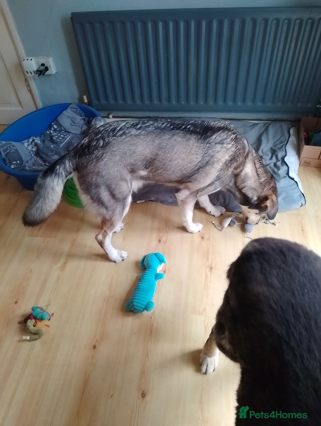Mixed Breed dogs for sale: Husky x Labrador Retriever - Image 8