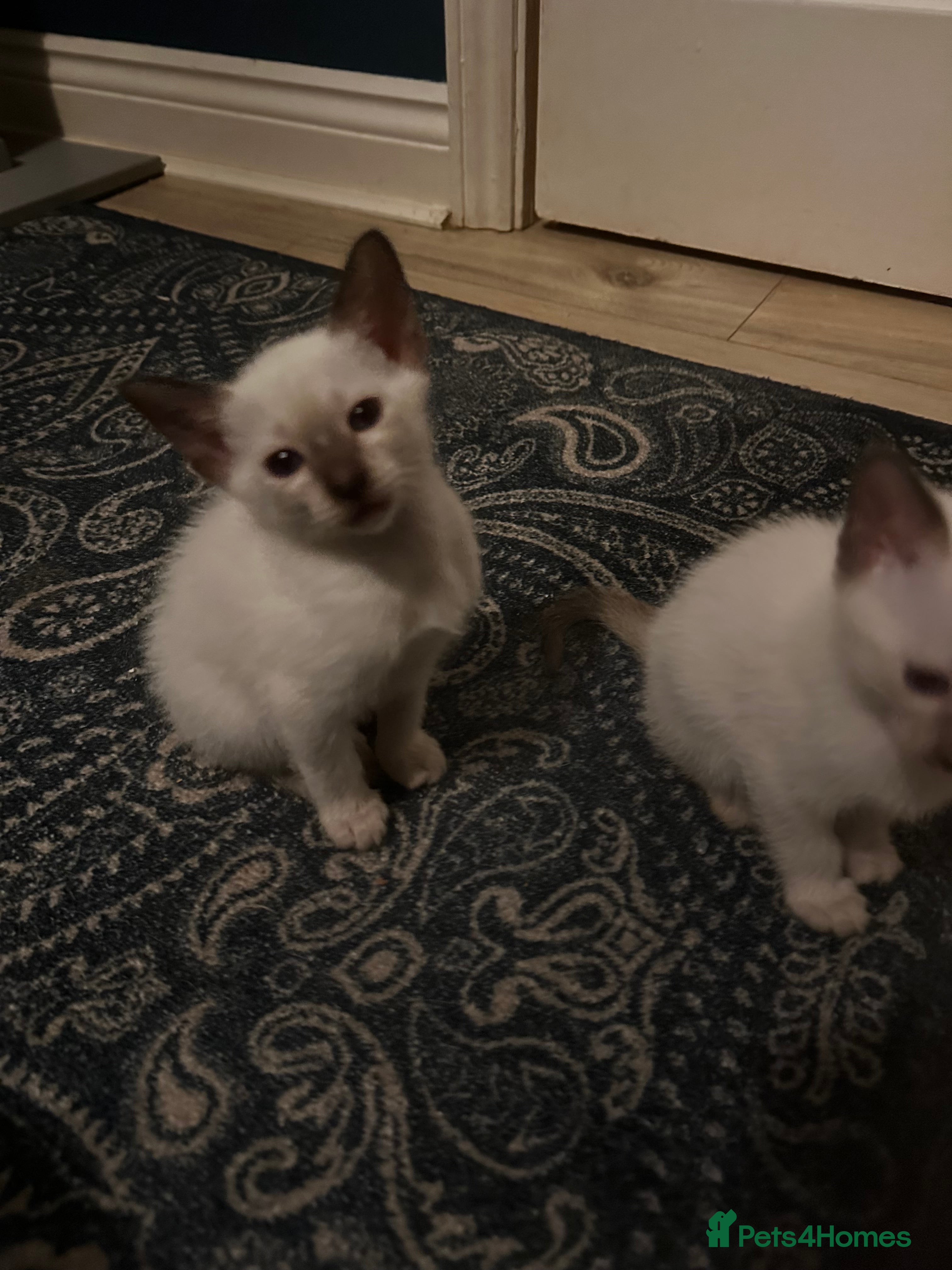 Siamese cats Beautiful Siamese females  - Advert 4