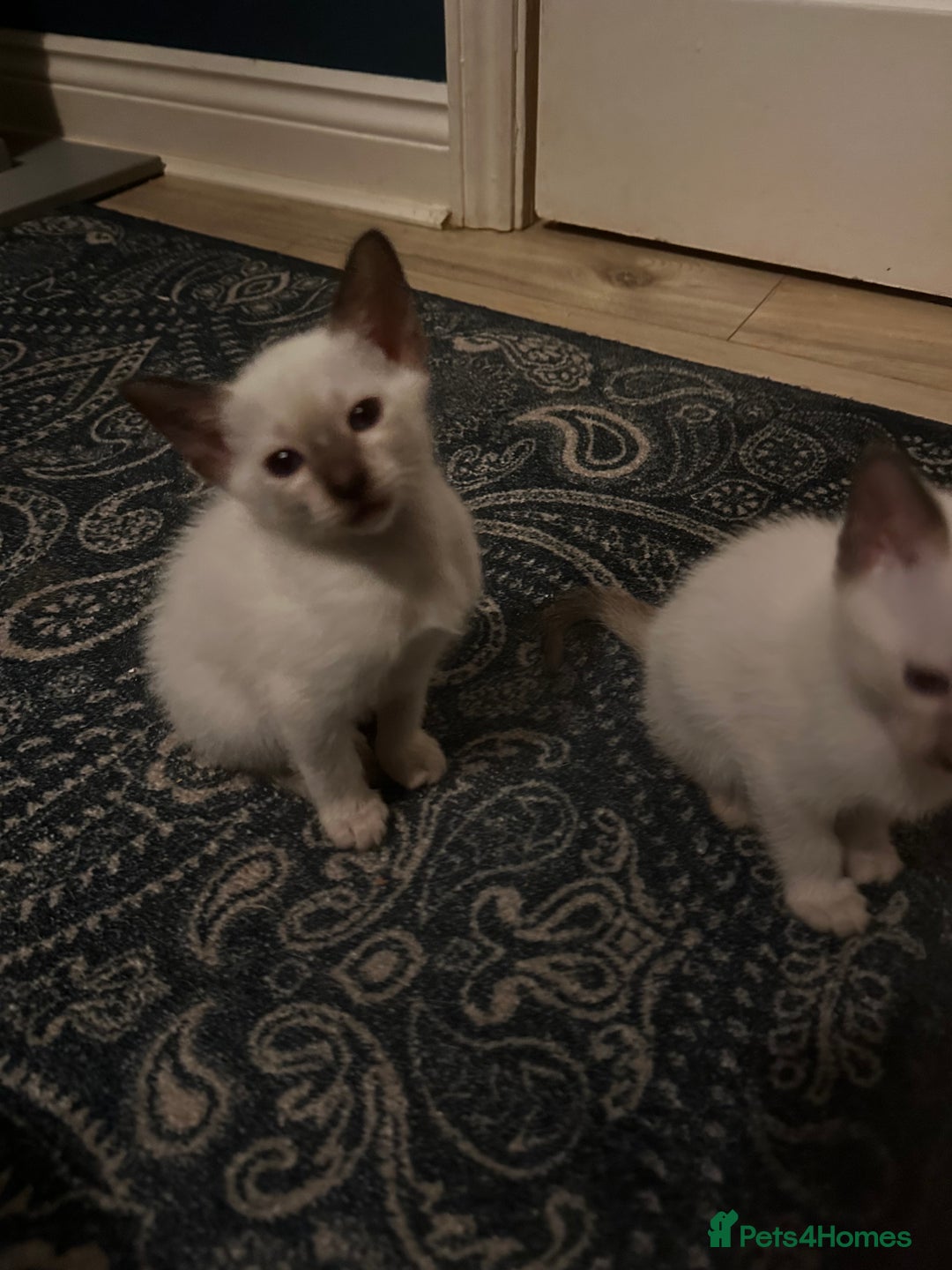 Siamese cats for sale: Beautiful Siamese females  - Advert 1