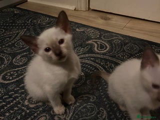 Siamese cats Beautiful Siamese females - Advert 2