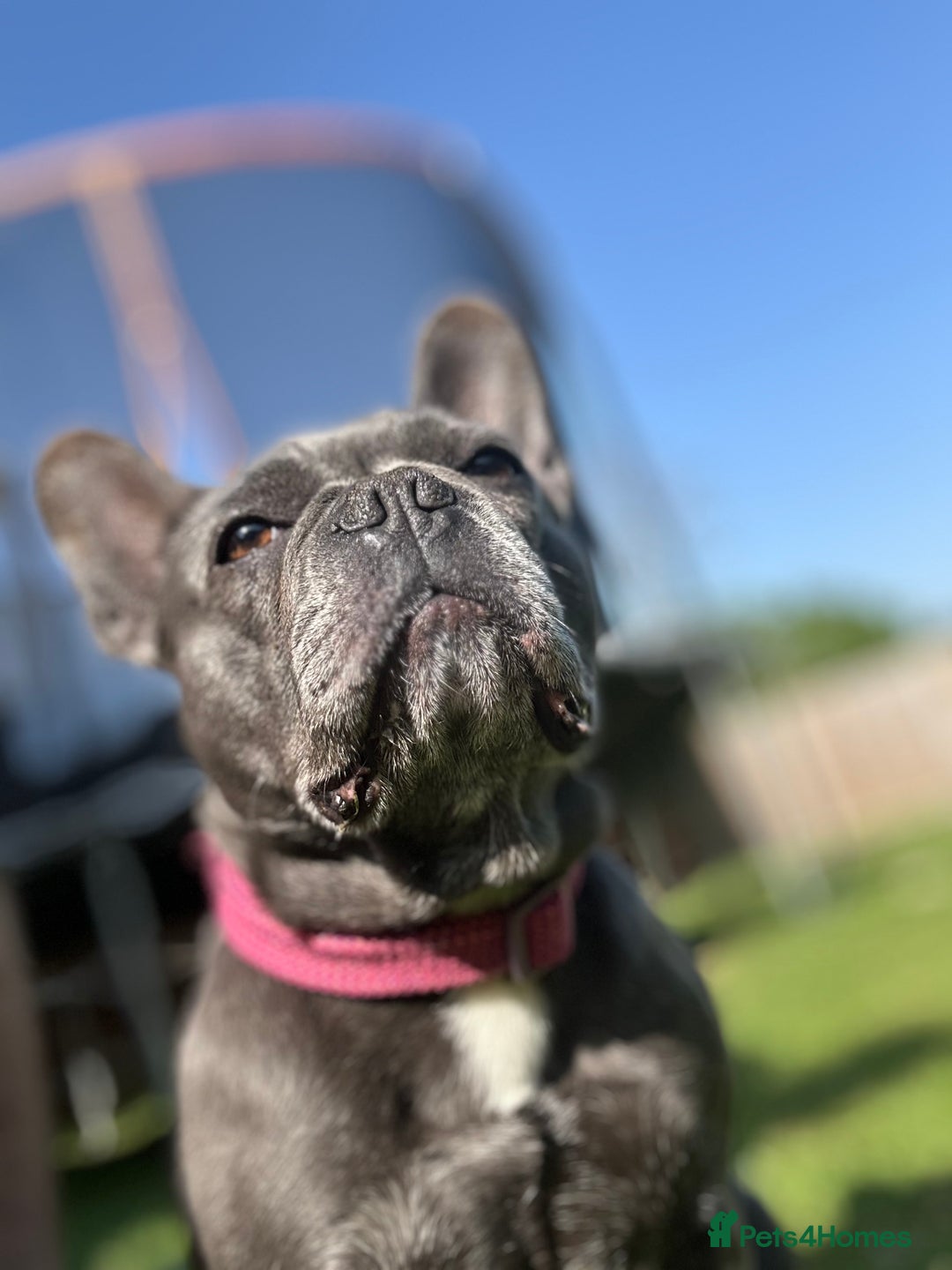 French Bulldog dogs for sale: French bull dog 7 years old  - Advert 4
