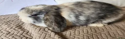 Mini Lop rabbits for sale: Female mini lop for sale!!  in Alton - Advert 1