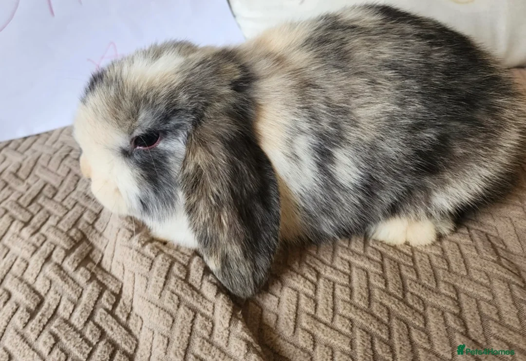 Mini Lop rabbits for sale: Female mini lop for sale!!  in Alton - Advert 1