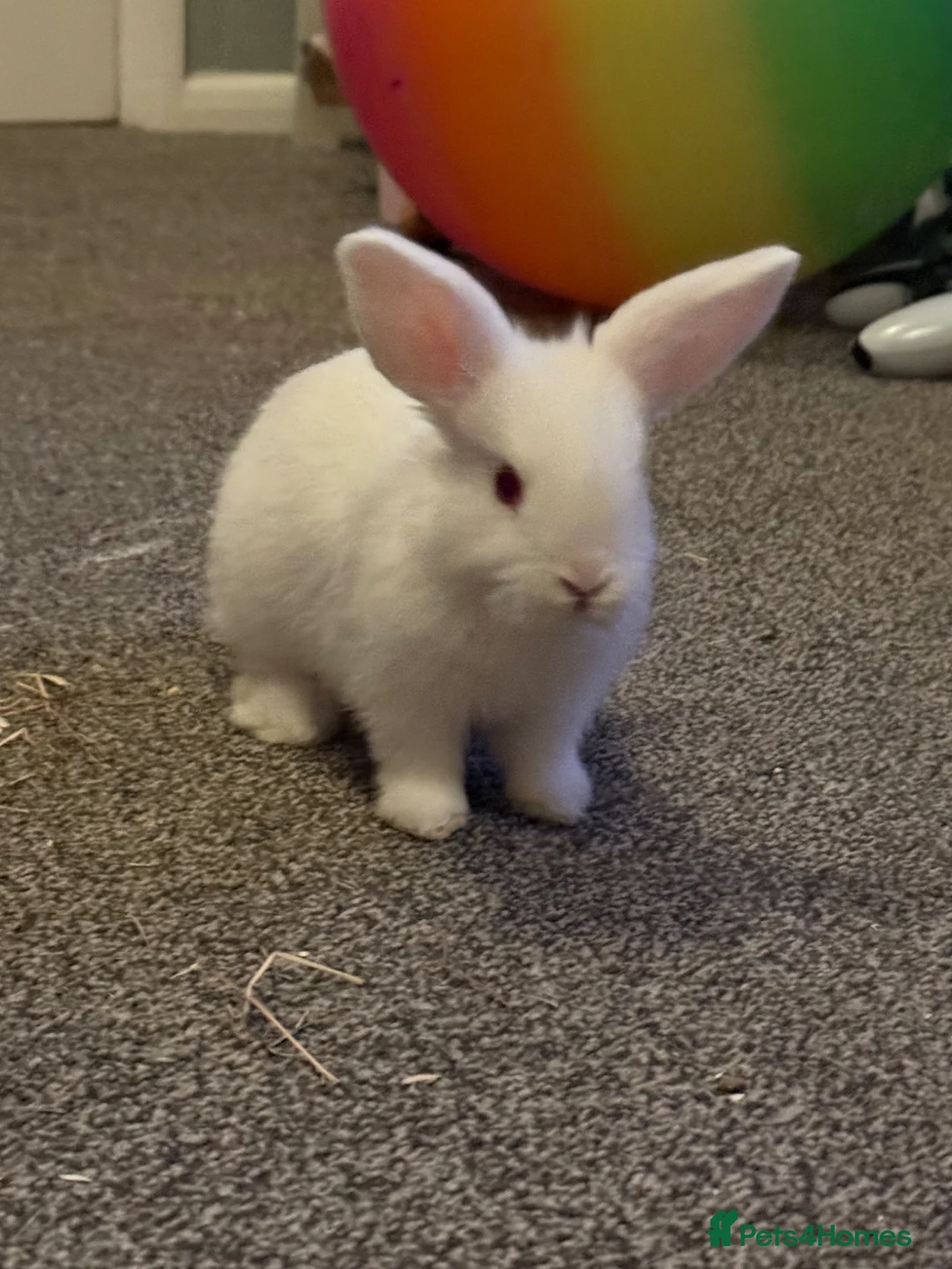 Mini Lop rabbits for sale: Two mini lops in Radstock - Advert 2