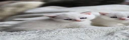 British Longhair cats for sale: Most Beautiful British Longhair Kittens - Advert 22
