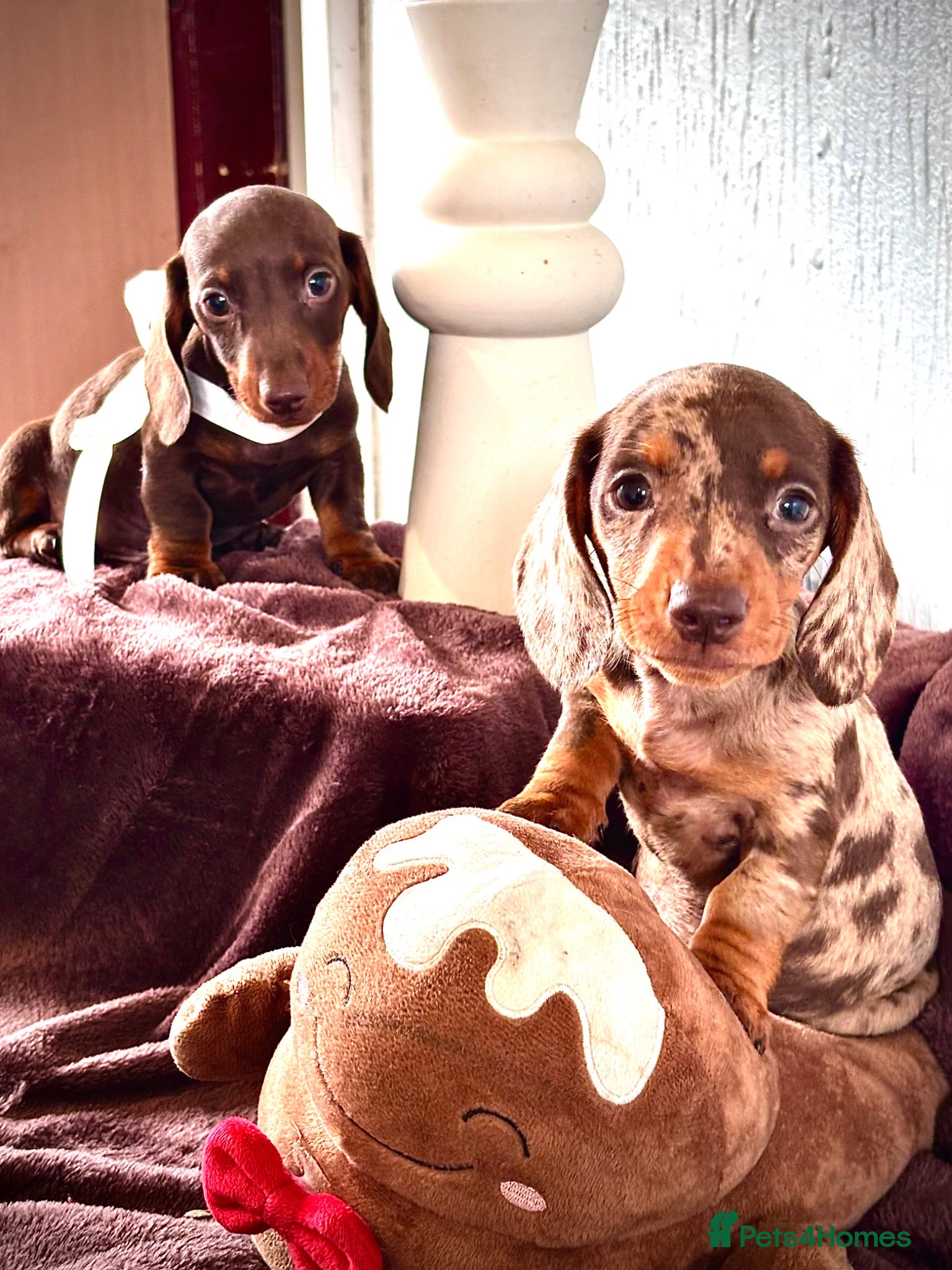 Miniature Dachshund dogs 🐶😍Miniature dachshund Puppies😍🐶 - Advert 14