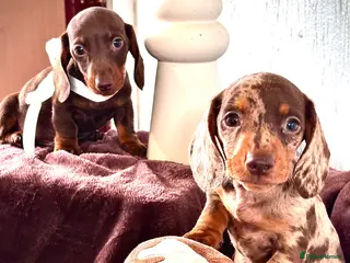 Miniature Dachshund dogs 🐶😍Miniature dachshund Puppies😍🐶 - Advert 14