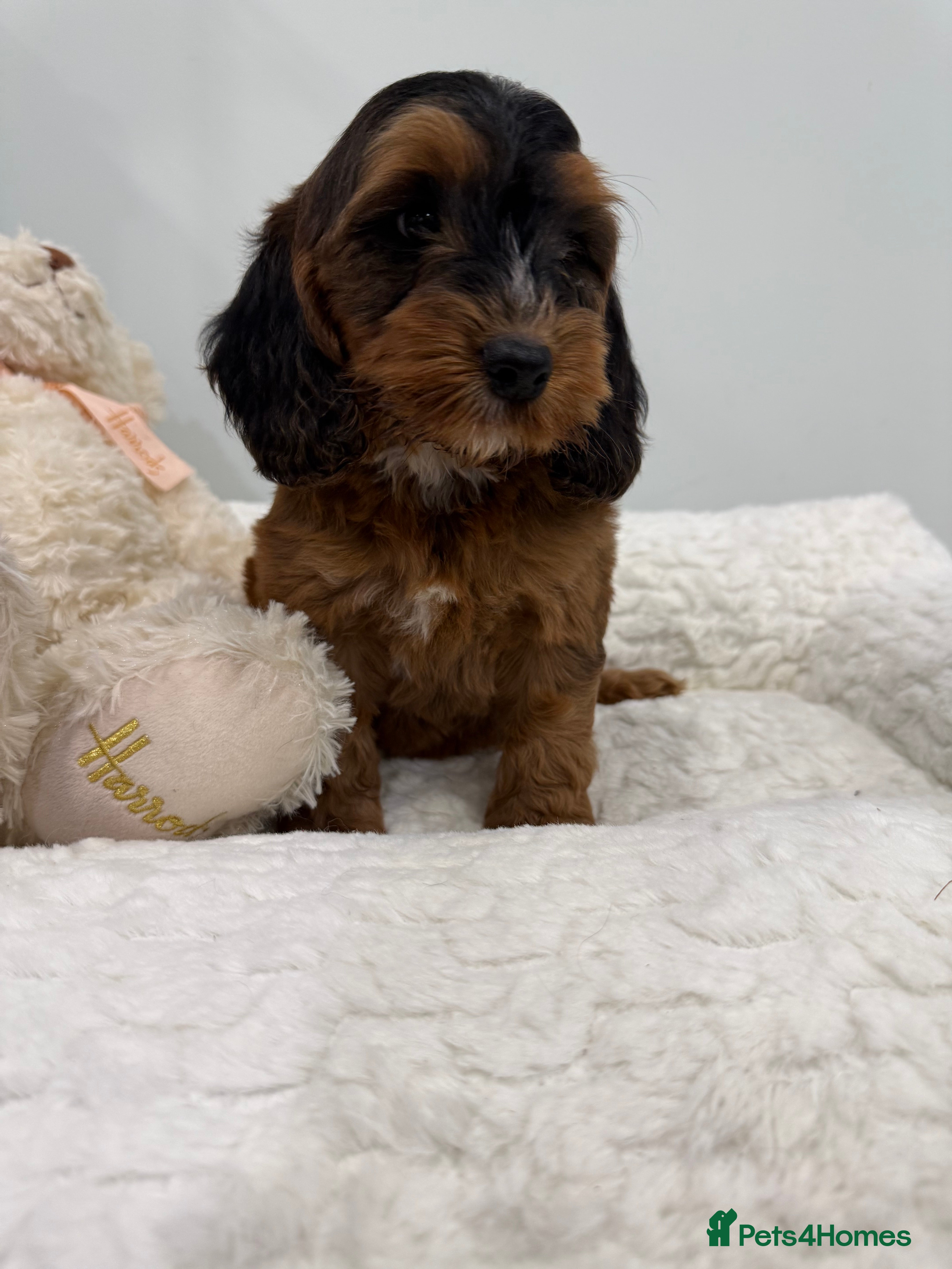 Cockapoo dogs 11 red sable, f1 cockapoo. KC & DNA clear parents - Advert 8