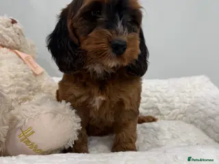 Cockapoo dogs 11 red sable, f1 cockapoo. KC & DNA clear parents - Advert 8