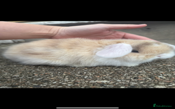 Mini Lop rabbits for sale: Beautiful mini lop rabbits  - Image 1