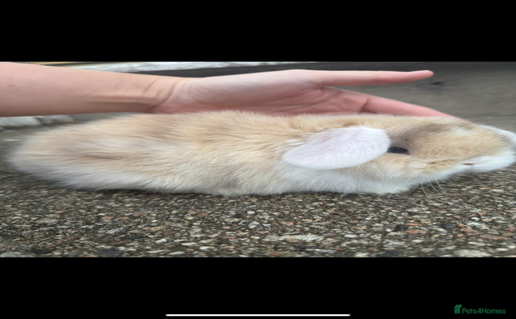 Mini Lop rabbits - Advert 1
