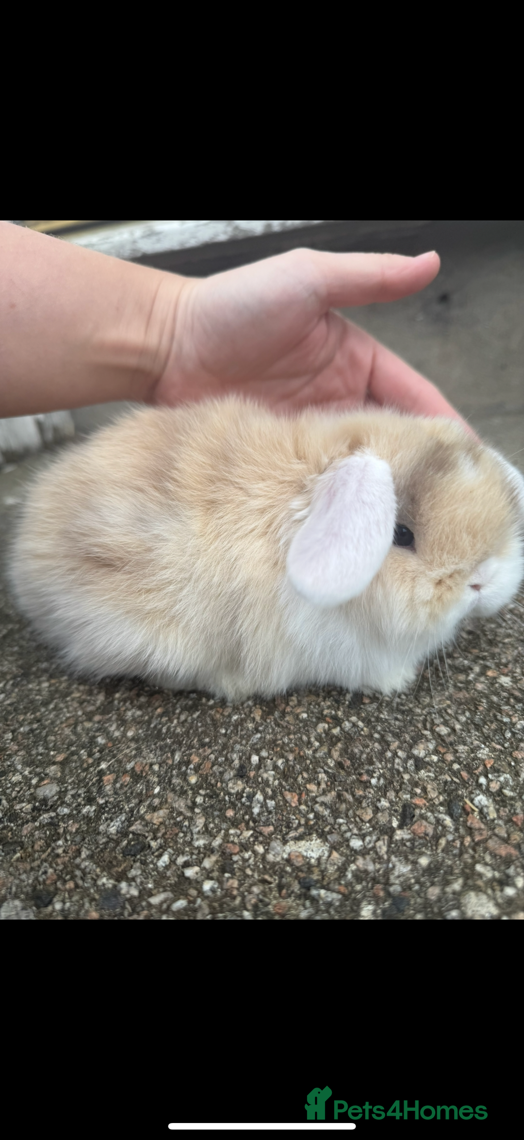 Mini Lop rabbits for sale: Beautiful mini lop rabbits  - Image 1