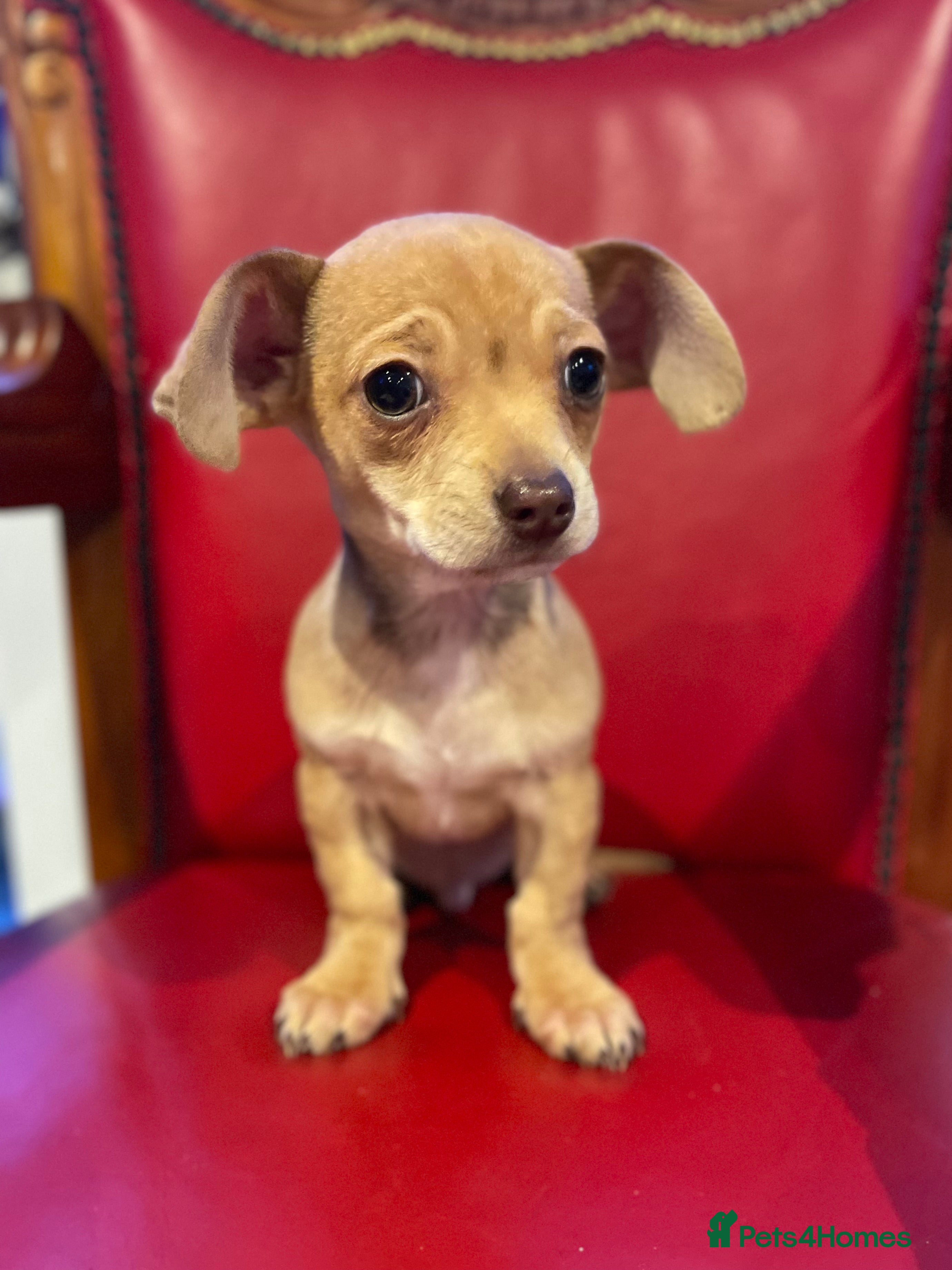 Mixed Breed dogs Boy Chihuahua X dachshund - Advert 7