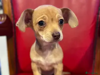 Mixed Breed dogs Boy Chihuahua X dachshund - Advert 7