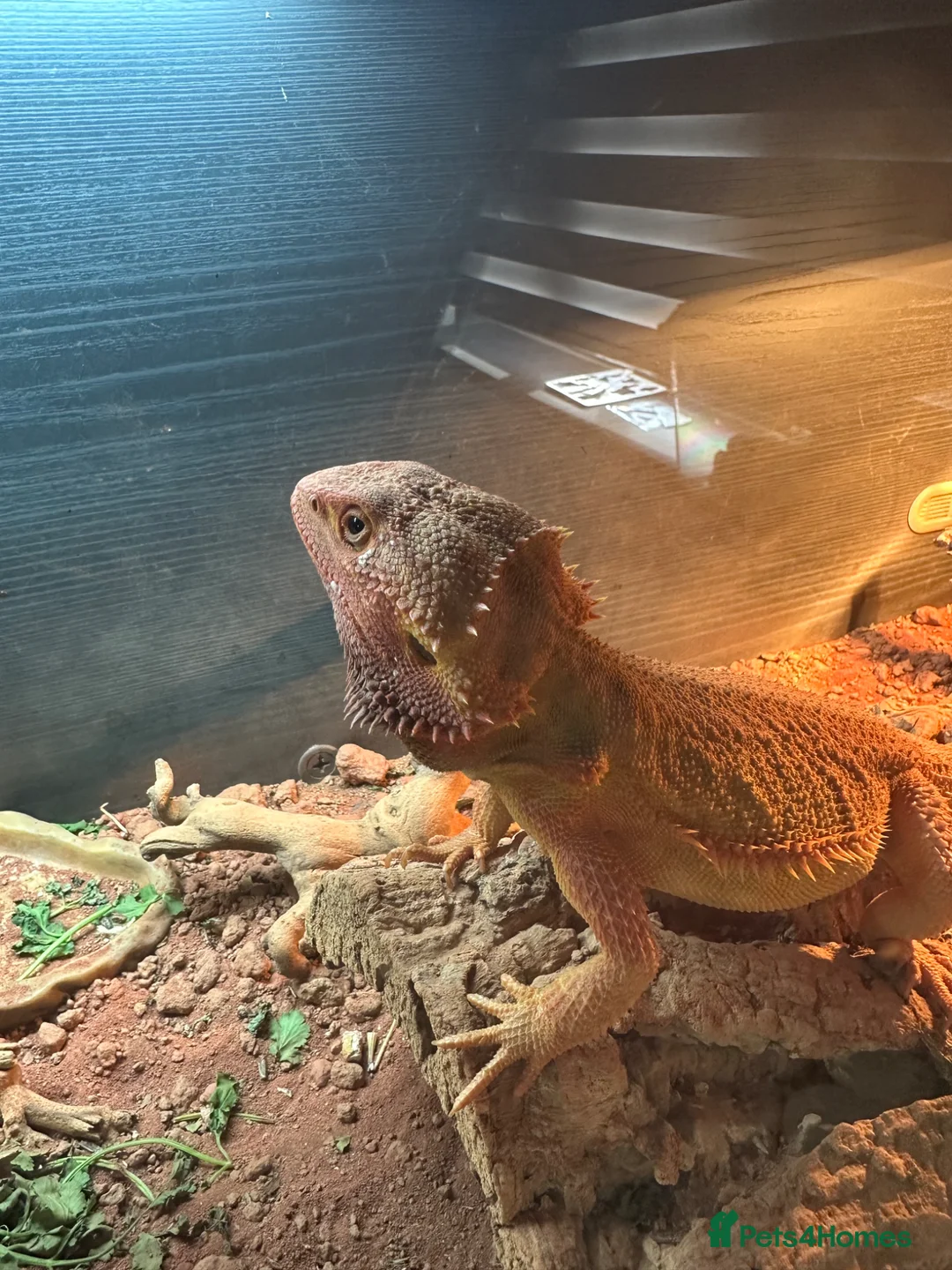 Bearded Dragon reptiles for sale: Bearded Dragon  in Staines - Advert 5