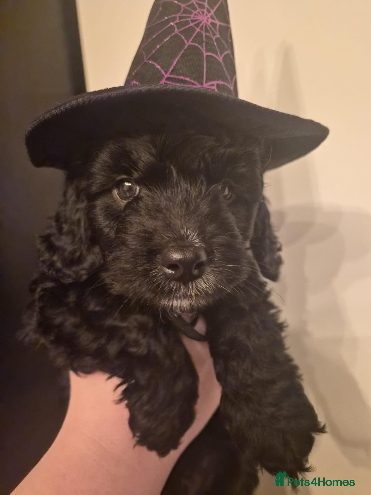 Cockapoo dogs for sale: LAST BOY LEFT ✨️ F1 COCKAPOO PUPPIES ✨️ - Advert 1
