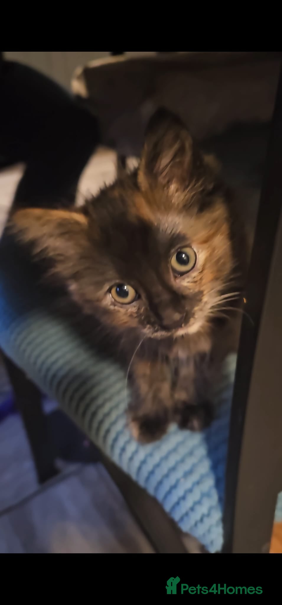 Mixed Breed cats Lovely mixed kittens - Advert 5
